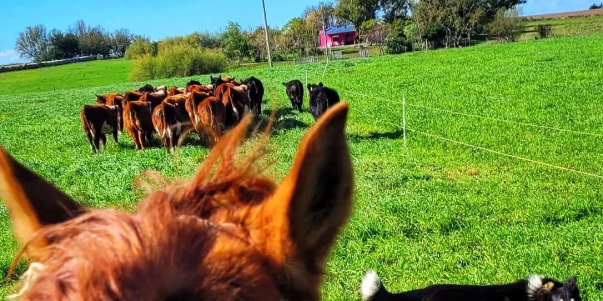 ae3bec70-0dc0-45f7-aeb0-66cfb0705688